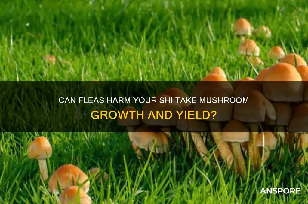 can fleas affect my shitake mushrooms