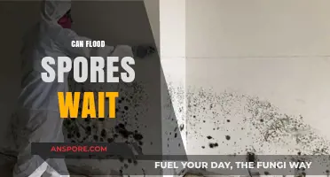 Can Flood Spores Wait? Understanding Their Survival and Dormancy Mechanisms