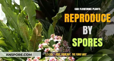 Do Flowering Plants Reproduce by Spores? Unraveling Botanical Myths
