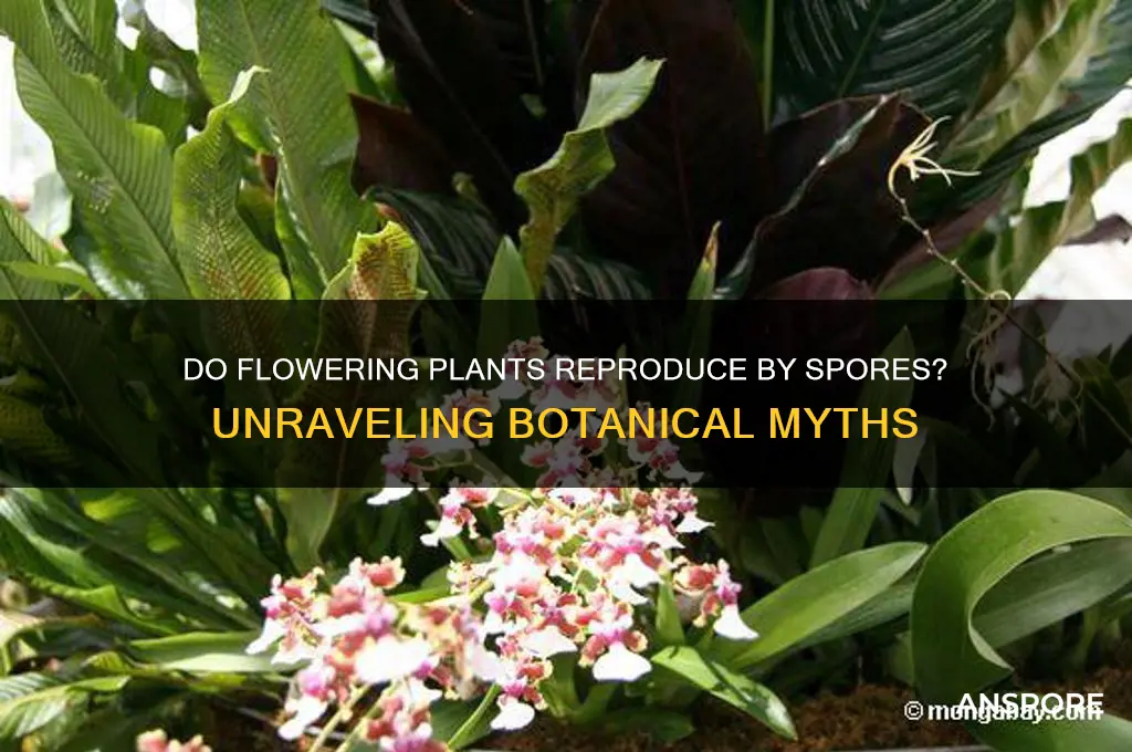 can flowering plants reproduce by spores