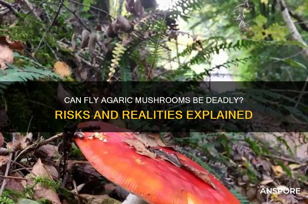 can fly agaric mushrooms kill you