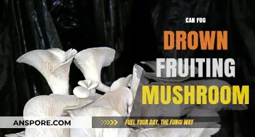 Can Fog Drown Fruiting Mushrooms? Exploring Moisture's Impact on Growth
