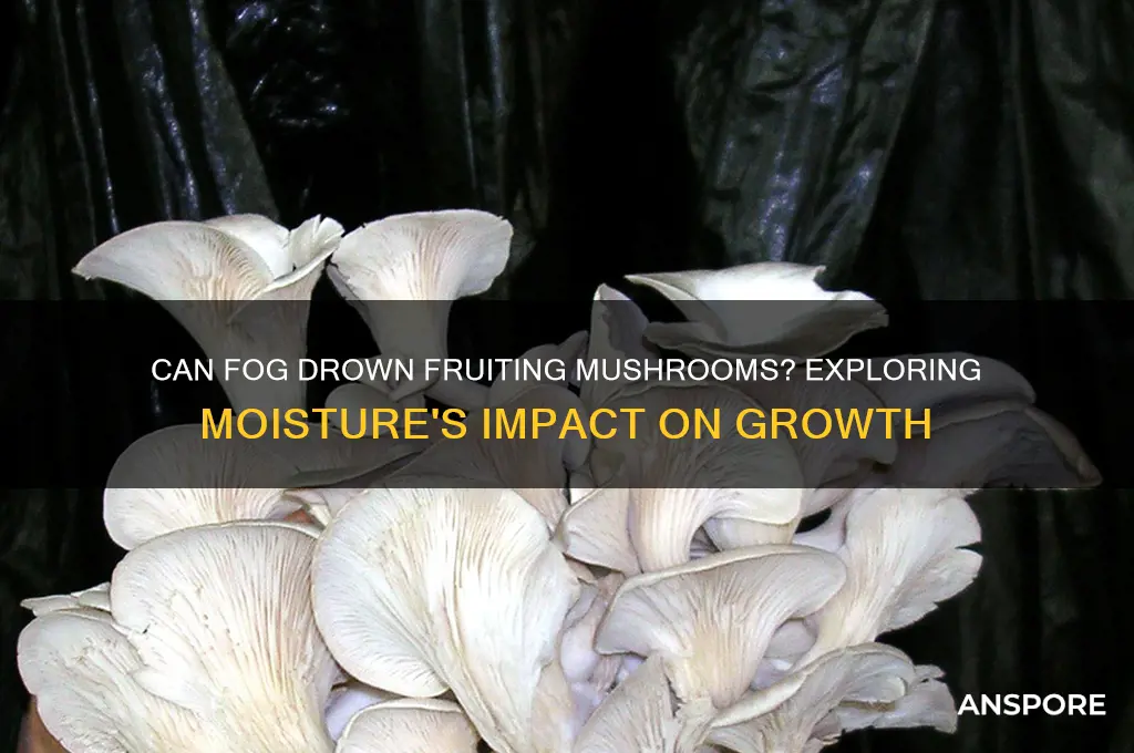 can fog drown fruiting mushrooms