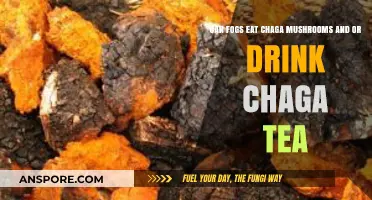 Can Dogs Safely Eat Chaga Mushrooms or Drink Chaga Tea?