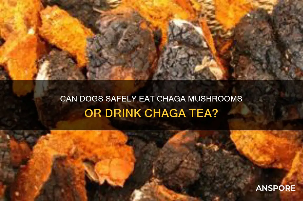 can fogs eat chaga mushrooms and or drink chaga tea