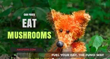 Can Foxes Safely Eat Mushrooms? Exploring Their Dietary Habits