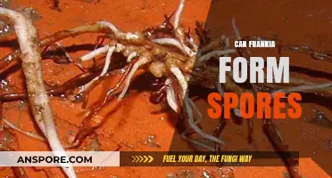 Can Frankia Form Spores? Unveiling the Truth About This Unique Bacterium