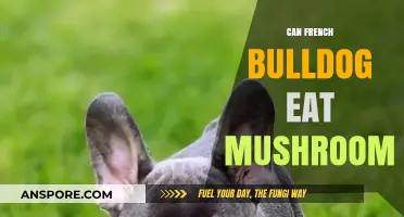 Can French Bulldogs Eat Mushrooms? A Safe Feeding Guide