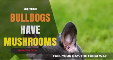 Can French Bulldogs Eat Mushrooms? Safety Tips and Risks Explained