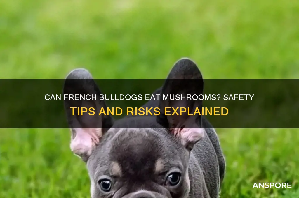 can french bulldogs have mushrooms