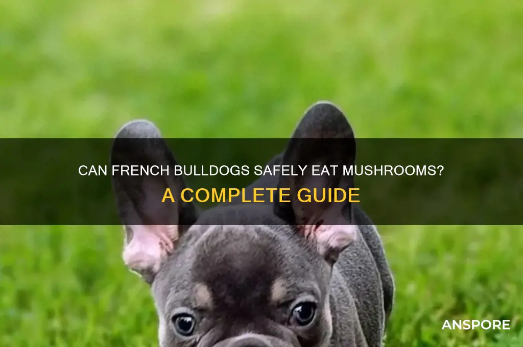 can frenchies eat mushrooms