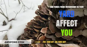 Mushroom Fumes in Your Yard: Potential Health Risks Explained