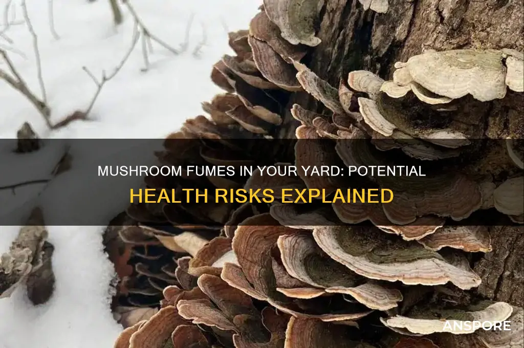 can fumes from mushrooms in your yard affect you