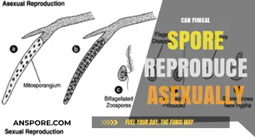 Exploring Asexual Reproduction in Fungal Spores: Mechanisms and Significance