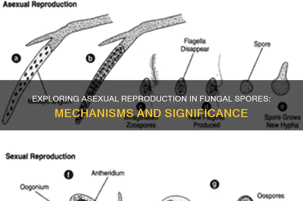 can fungal spore reproduce asexually