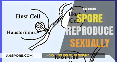 Exploring Sexual Reproduction in Fungal Spores: A Comprehensive Overview