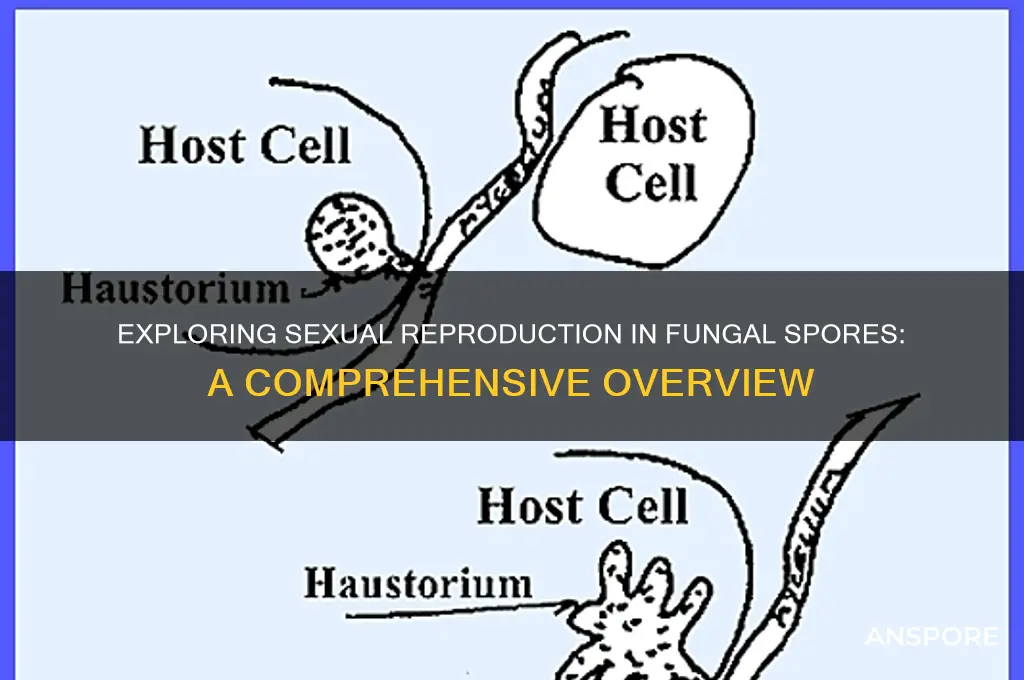 can fungal spore reproduce sexually
