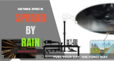 Rain's Role in Spreading Fungal Spores: Myth or Reality?