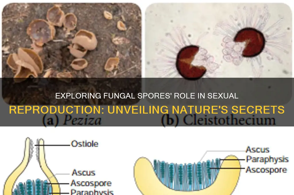 can fungal spores be used for sexual reproduction