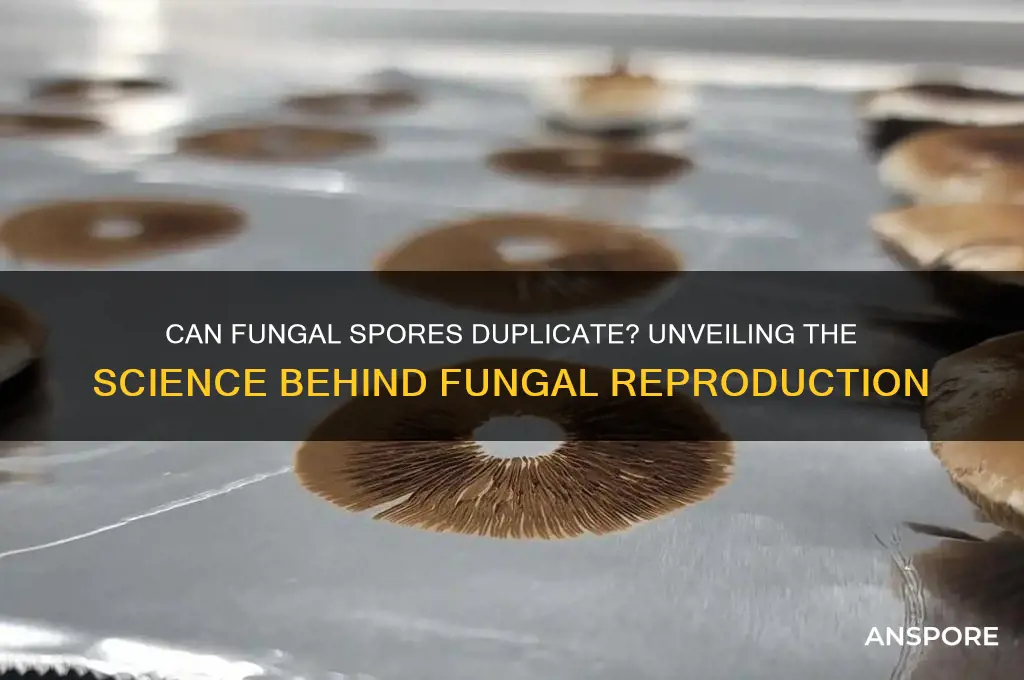 can fungal spores duplicate