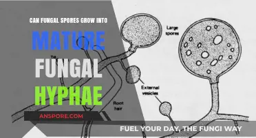 Can Fungal Spores Develop into Mature Hyphae? Unveiling the Process