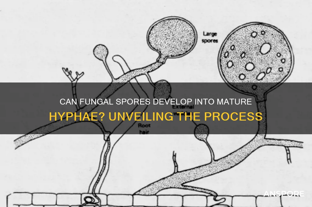 can fungal spores grow into mature fungal hyphae