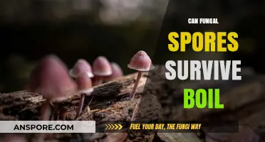 Can Fungal Spores Survive Boiling? Uncovering the Truth About Heat Resistance