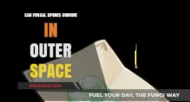 Fungal Spores in Space: Can They Survive the Cosmic Void?