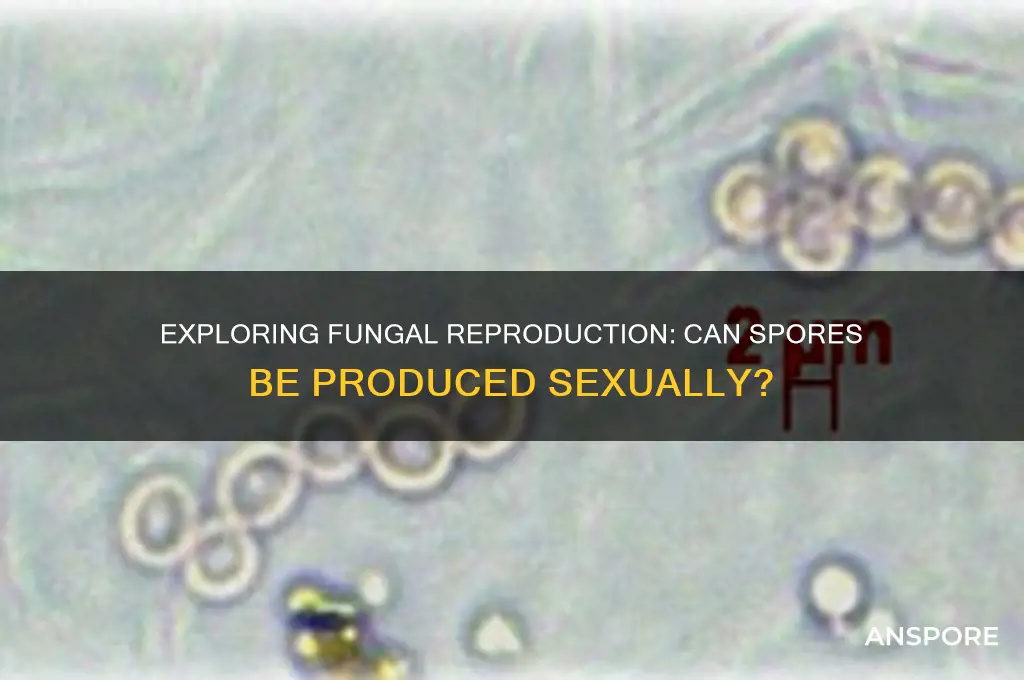can fungas spore produce sexually