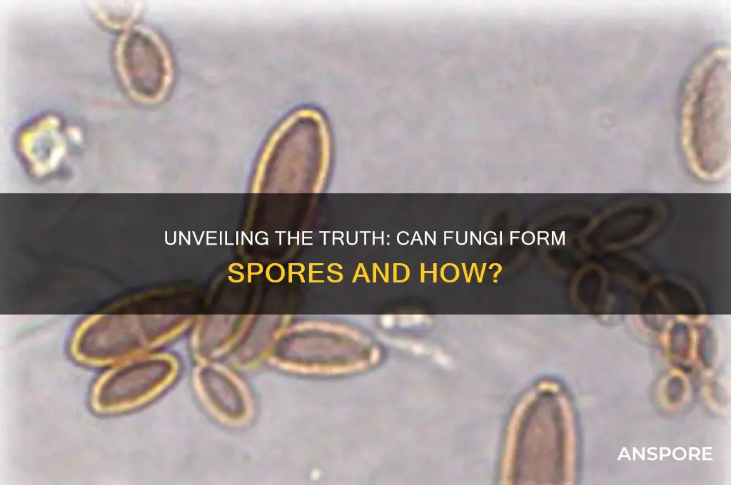 can fungi form spores