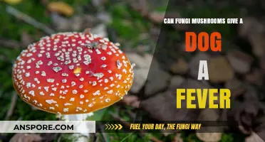 Can Fungi Mushrooms Cause Fever in Dogs? Risks Explained