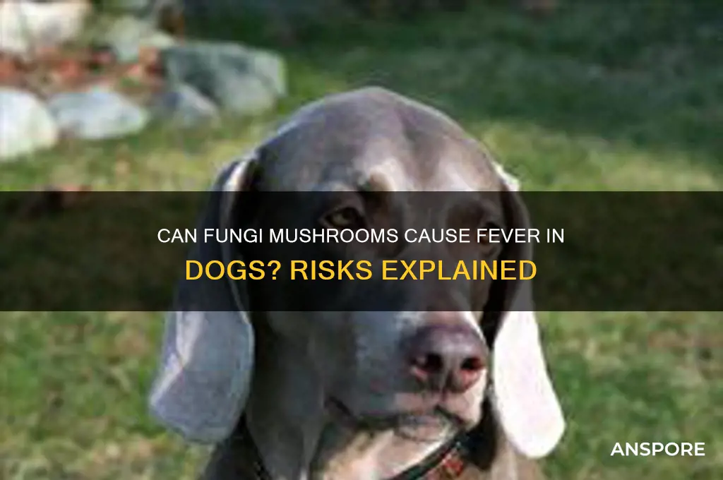 can fungi mushrooms give a dog a fever