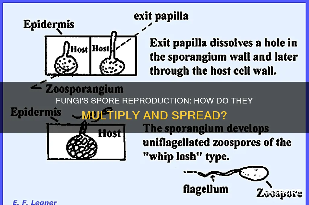 can fungi reproduce by spores