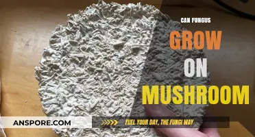 Can Fungus Grow on Mushrooms? Exploring Mycelium Interactions and Growth