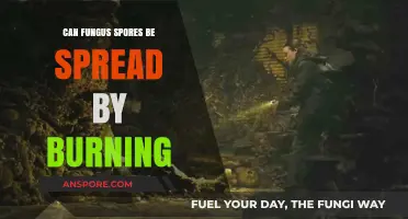 Can Burning Spread Fungus Spores? Uncovering the Risks and Facts