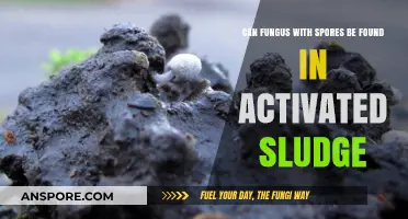 Exploring Fungal Spores in Activated Sludge: Presence and Implications