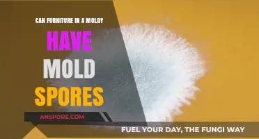 Moldy Furniture: Can It Harbor and Spread Mold Spores?