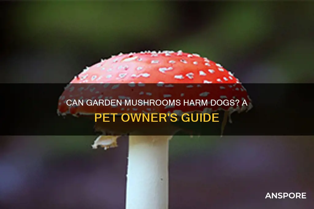 can garden mushrooms harm my dog