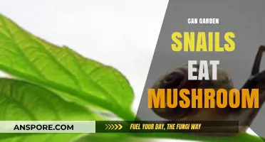 Can Garden Snails Safely Eat Mushrooms? A Complete Feeding Guide
