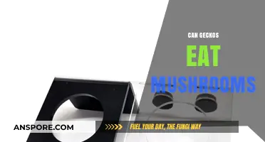 Can Geckos Safely Eat Mushrooms? A Complete Dietary Guide