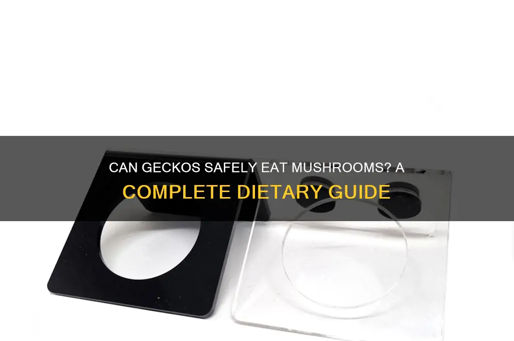 can geckos eat mushrooms