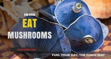 Can Geese Safely Eat Mushrooms? A Comprehensive Guide for Owners