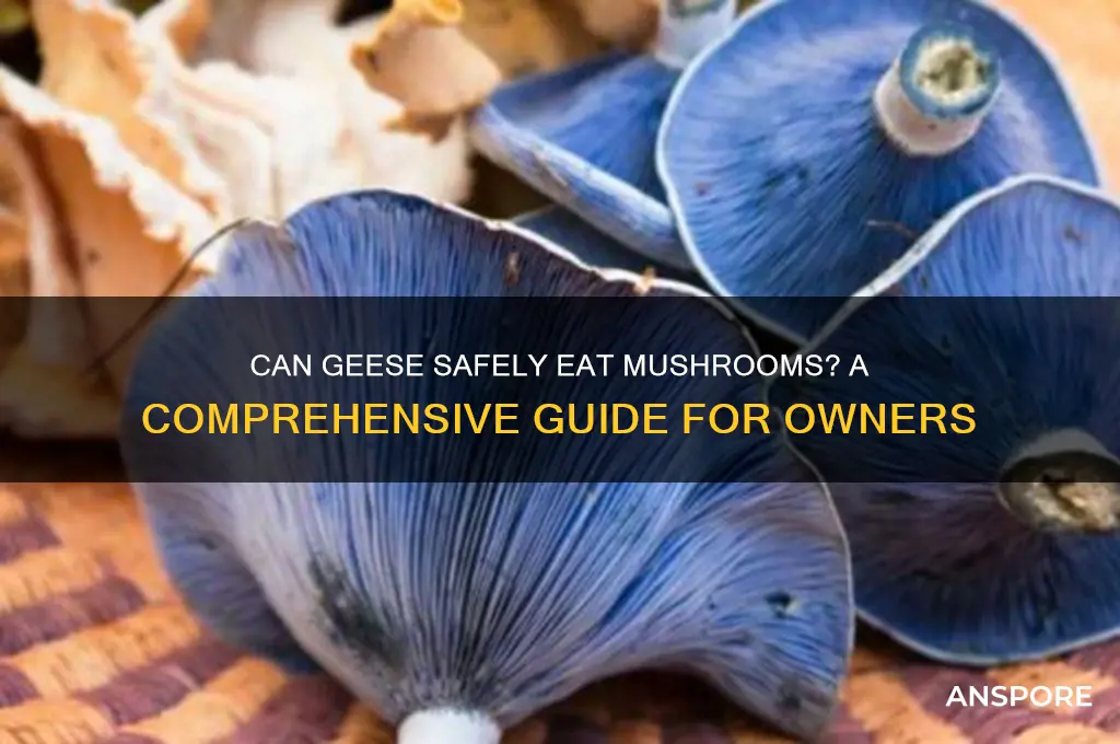 can geese eat mushrooms