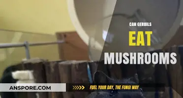 Can Gerbils Safely Eat Mushrooms? A Comprehensive Guide for Owners
