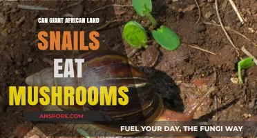 Can Giant African Land Snails Safely Eat Mushrooms? A Guide