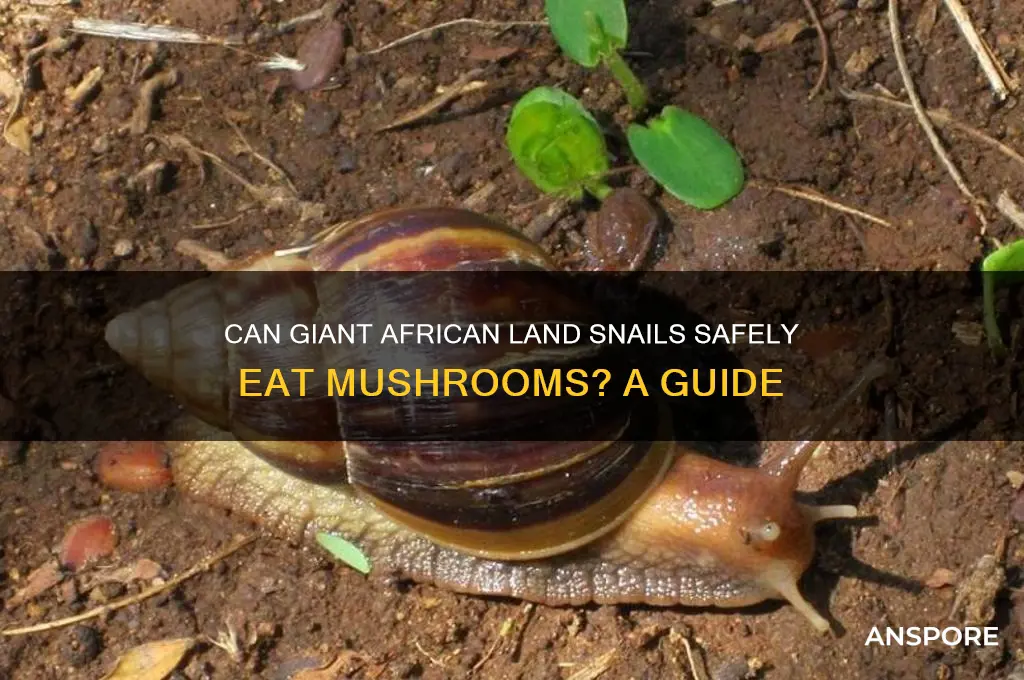 can giant african land snails eat mushrooms