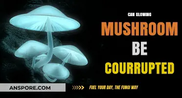 Can Glowing Mushrooms Be Corrupted? Exploring Bioluminescent Fungi Vulnerabilities
