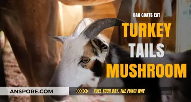 Can Goats Safely Eat Turkey Tail Mushrooms? A Complete Guide