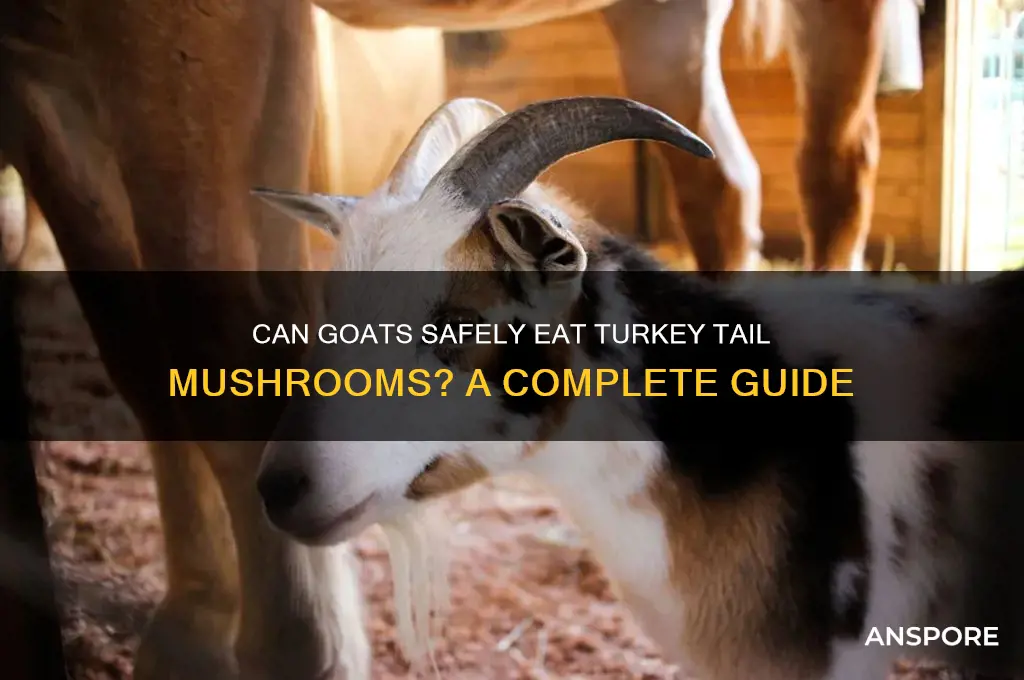 can goats eat turkey tails mushrooms