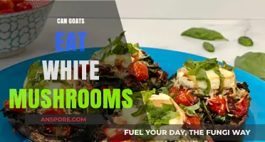 Can Goats Safely Eat White Mushrooms? A Feeding Guide